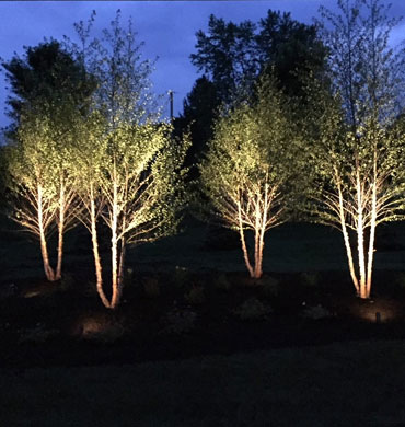 Exterior home lighting illuminating four separate trees at night