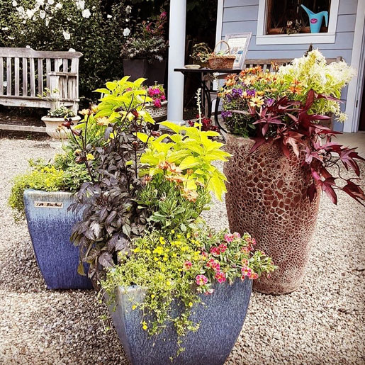 Three outdoor glazed pottery planters filled with an assortment of flowering annuals